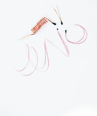 Epoxy Coated NTC Thermistor with Enameled Lead Wires for Digital Thermometers